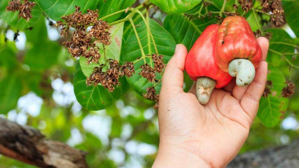 Can You Eat Cashew Fruit