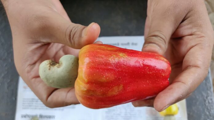 Can You Eat Cashew Fruit