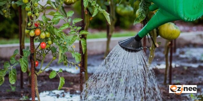 Water-Saving Gardening Tips